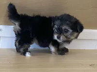 Lexi, a female Morkie for sale in Fennimore, WI – 1 of 10