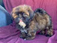 Barney, a male Shih Tzu for sale in Fennimore, WI – 4 of 10