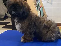 Ribbins, a female Shih Tzu for sale in Fennimore, WI – 7 of 10