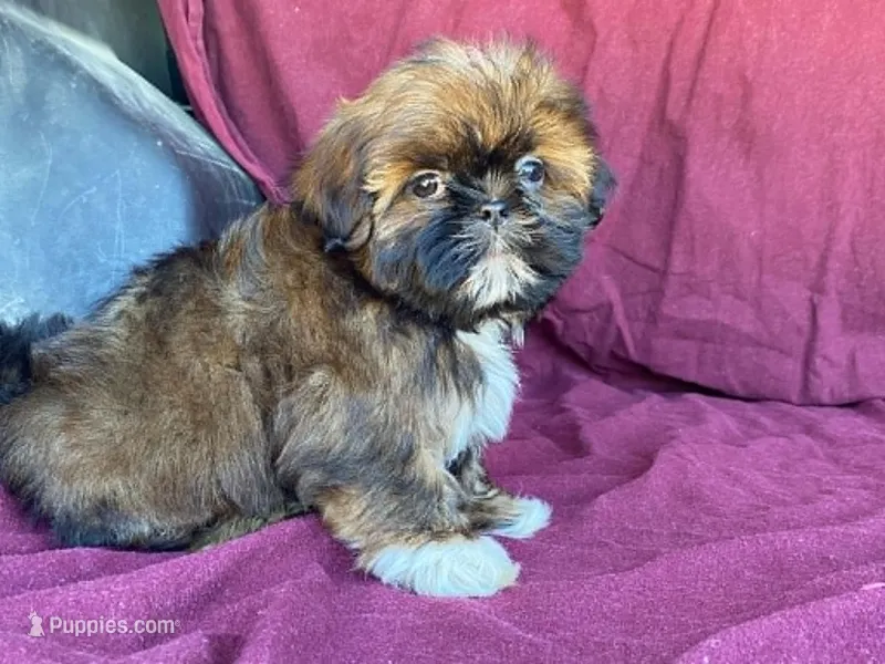 Bowser – Shih Tzu puppy for sale in Fennimore, WI