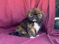 Ribbins, a female Shih Tzu for sale in Fennimore, WI – 2 of 10