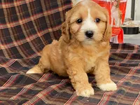 Jasmine, a female Cavachon for sale in Fennimore, WI – 6 of 10