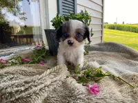 Pepsi, a male Cavapoo for sale in Fennimore, WI – 10 of 10