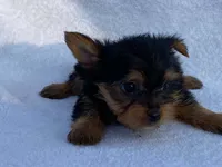 Chandler, a male Yorkshire Terrier for sale in Fennimore, WI – 4 of 10