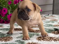 Puffer, a male French Bulldog for sale in Fennimore, WI – 5 of 10