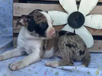 Carlie, a female Boston Terrier and Fox Terrier for sale in Fennimore, WI – 8 of 10