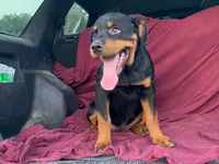 Sassy, a female Rottweiler for sale in Fennimore, WI – 2 of 7