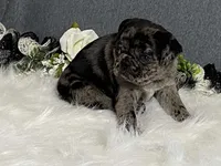 Alexa, a female Pug for sale in Fennimore, WI – 6 of 10
