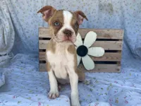 Dottie, a female Boston Terrier and Fox Terrier for sale in Fennimore, WI – 7 of 7