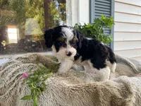 poppy, a male Cavapoo for sale in Fennimore, WI – 6 of 10