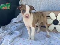 Chuck, a male Boston Terrier and Fox Terrier for sale in Fennimore, WI – 5 of 10