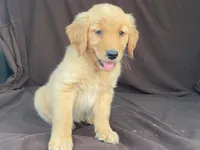 Lola, a female Golden Retriever for sale in Fennimore, WI – 7 of 10