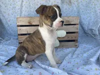 Stripes, a female Boston Terrier and Fox Terrier for sale in Fennimore, WI – 8 of 9