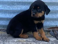 Sassy, a female Rottweiler for sale in Fennimore, WI – 5 of 9