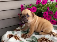 Puffer, a male French Bulldog for sale in Fennimore, WI – 7 of 10