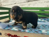 Sassy, a female Rottweiler for sale in Fennimore, WI – Photo 10 of 10