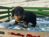 Sassy, a female Rottweiler for sale in Fennimore, WI – Photo 5 of 10