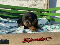 Sassy, a female Rottweiler for sale in Fennimore, WI – Photo 3 of 10