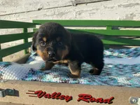 Sassy, a female Rottweiler for sale in Fennimore, WI – Photo 4 of 10