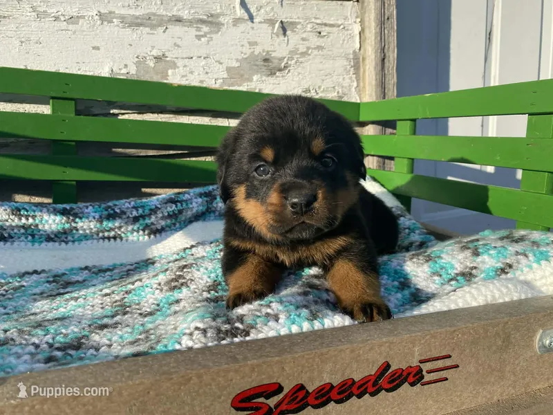 Sassy, a female Rottweiler for sale in Fennimore, WI – Photo 1 of 10