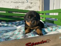 Sassy, a female Rottweiler for sale in Fennimore, WI – Photo 1 of 10