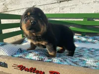 Sassy, a female Rottweiler for sale in Fennimore, WI – Photo 9 of 10