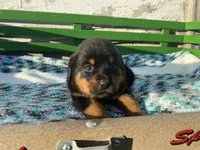 Sassy, a female Rottweiler for sale in Fennimore, WI – Photo 7 of 10