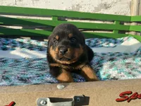 Sassy, a female Rottweiler for sale in Fennimore, WI – Photo 8 of 10