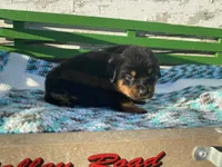 Sassy, a female Rottweiler for sale in Fennimore, WI – Photo 2 of 10