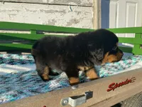 Sassy, a female Rottweiler for sale in Fennimore, WI – Photo 6 of 10