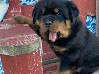 Rocky, a male Rottweiler for sale in Fennimore, WI – 10 of 10