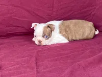 Missy, a female Boston Terrier for sale in Fennimore, WI – 3 of 5