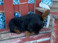 Chopper, a male Rottweiler for sale in Fennimore, WI – 10 of 10