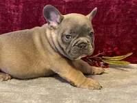 Tank, a male French Bulldog for sale in Fennimore, WI – 4 of 9