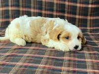 Aladdin, a male Cavachon for sale in Fennimore, WI – 10 of 10