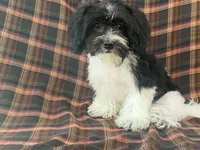 Lex, a male Bichon Frise and Shih Tzu for sale in Fennimore, WI – 7 of 10