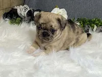 Amy, a female Pug for sale in Fennimore, WI – 4 of 10