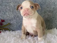 Sammy, a male Frenchton for sale in Fennimore, WI – 6 of 10