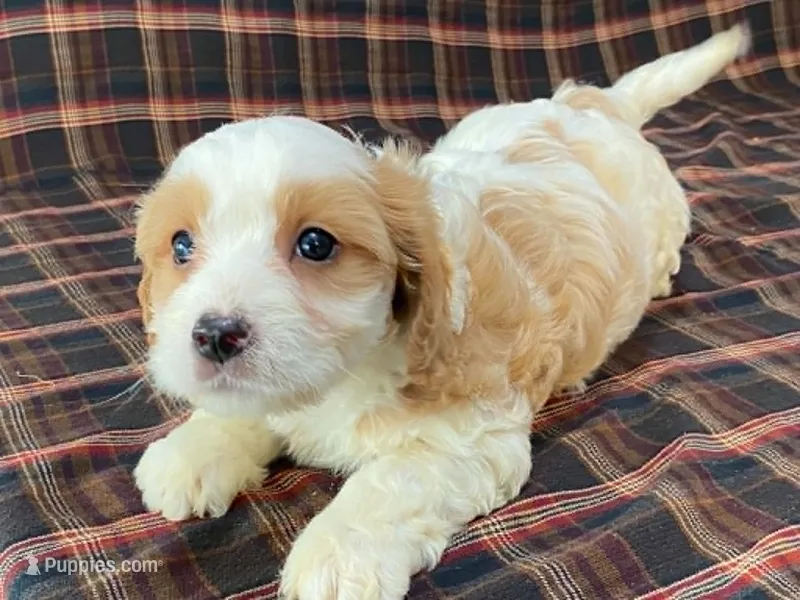 Aladdin – Cavachon puppy for sale in Fennimore, WI