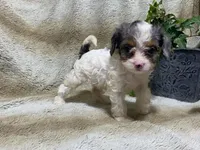 Daisy, a female Cavapoo for sale in Fennimore, WI – 9 of 10