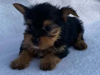 Chandler, a male Yorkshire Terrier for sale in Fennimore, WI – 8 of 10