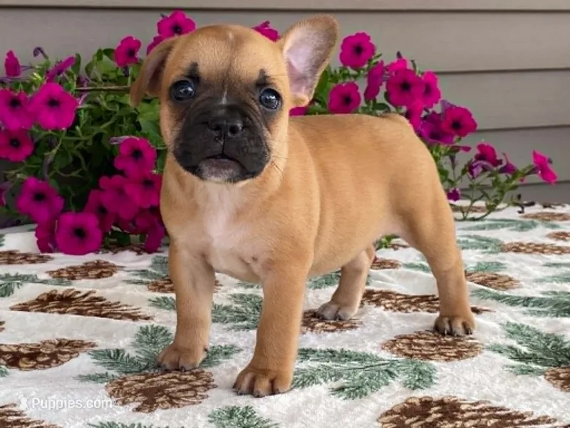 Bubbles – French Bulldog puppy for sale in Fennimore, WI