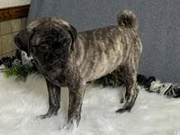 Valery, a female Pug for sale in Fennimore, WI – 10 of 10