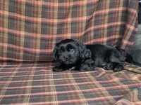 Katie, a female Cavalier King Charles Spaniel and Shih Tzu for sale in Fennimore, WI – 2 of 10
