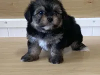 Lexi, a female Morkie for sale in Fennimore, WI – 6 of 10