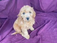 Goldy, a female Goldendoodle for sale in Fennimore, WI – 9 of 10