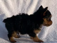 Chad, a male Yorkshire Terrier for sale in Fennimore, WI – 10 of 10