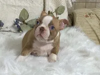 Yori, a male Boston Terrier for sale in Fennimore, WI – 3 of 10