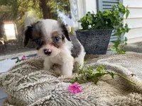 Pepsi, a male Cavapoo for sale in Fennimore, WI – 2 of 10