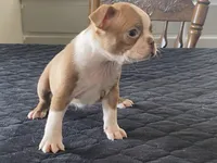 Panda, a male Boston Terrier for sale in Fennimore, WI – Photo 5 of 10